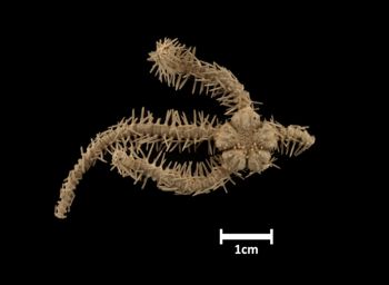 Media type: image;   Invertebrate Zoology OPH-2062 Description: Top of brittle star with a view of the disc.;  Aspect: dorsal
